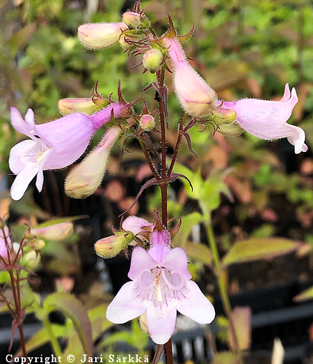 Penstemon digitalis, t�pl�pipo